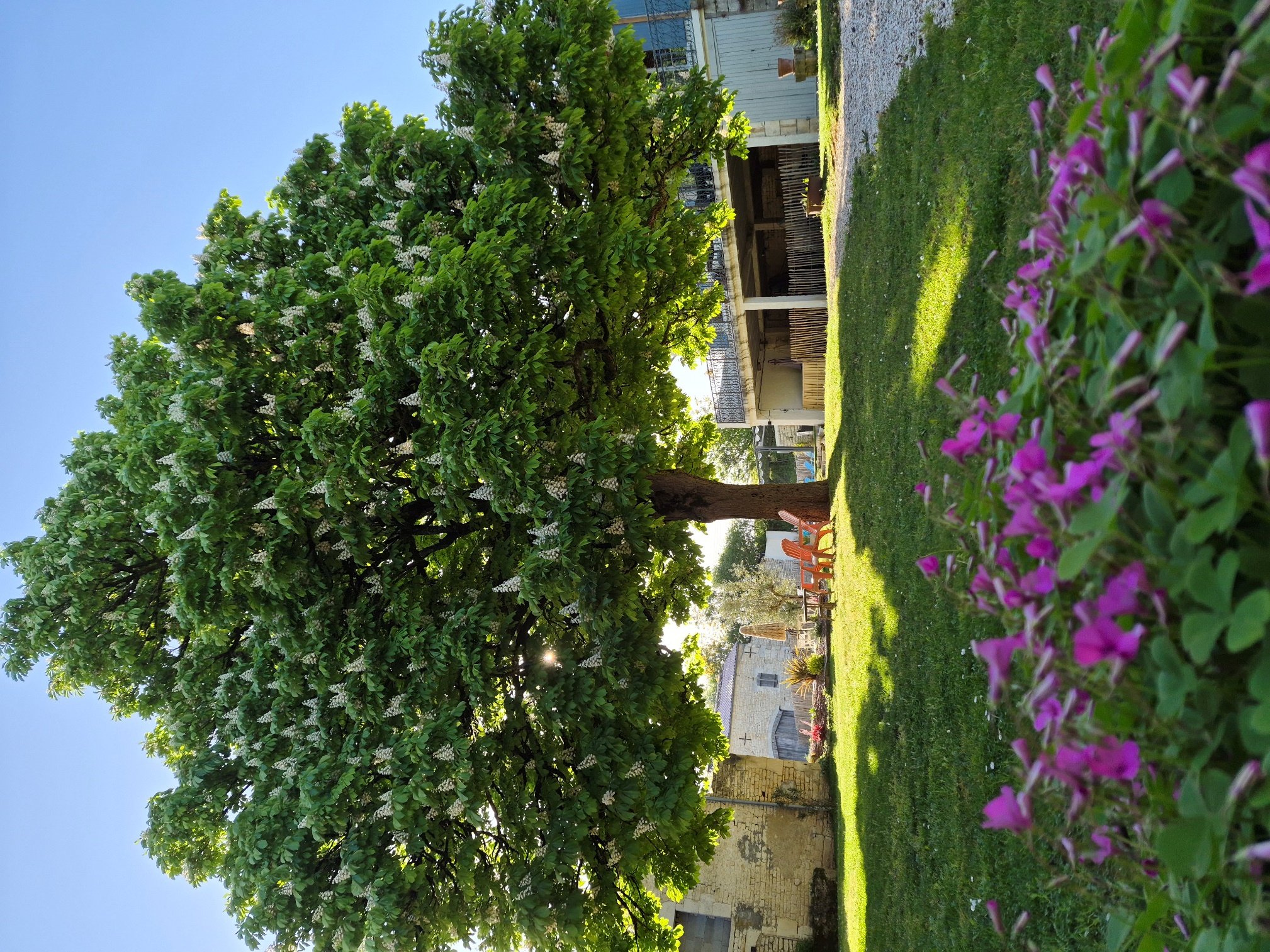 Le Marronnier , photo 5